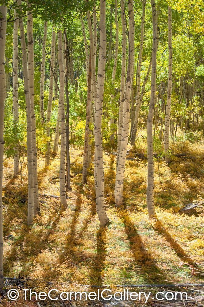 Autumn Shadows