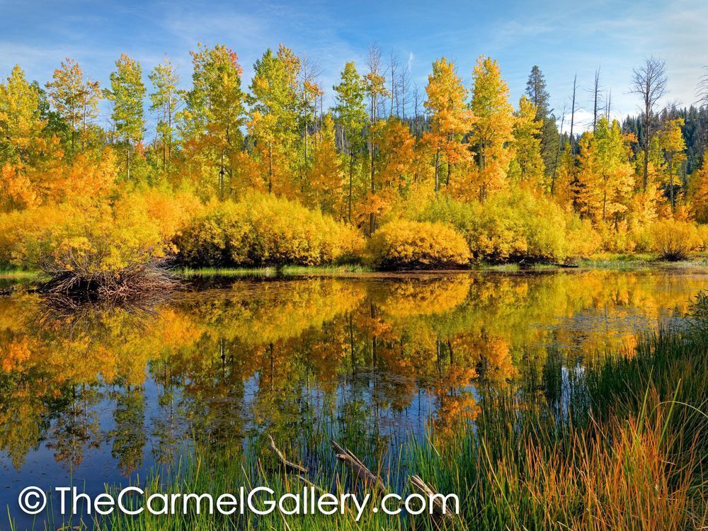 Autumn Pond