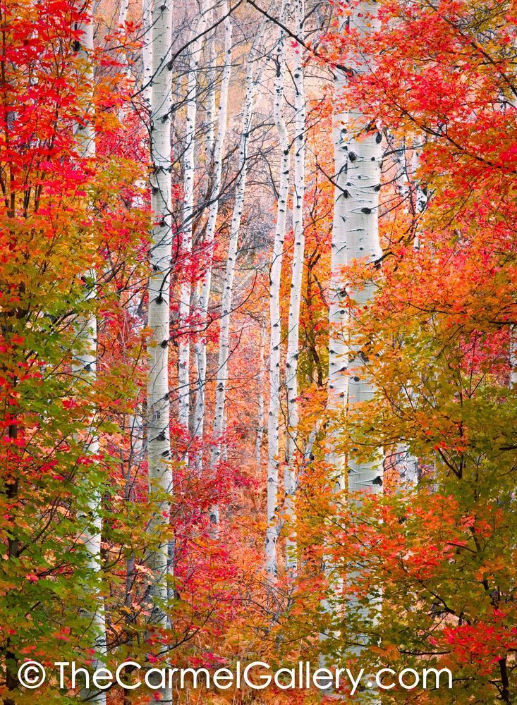Autumn Passage