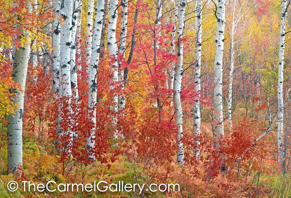 Autumn Reds
