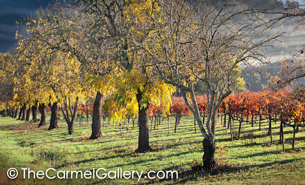 Autumn Windswept