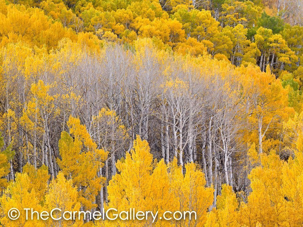 Autumn Transitions
