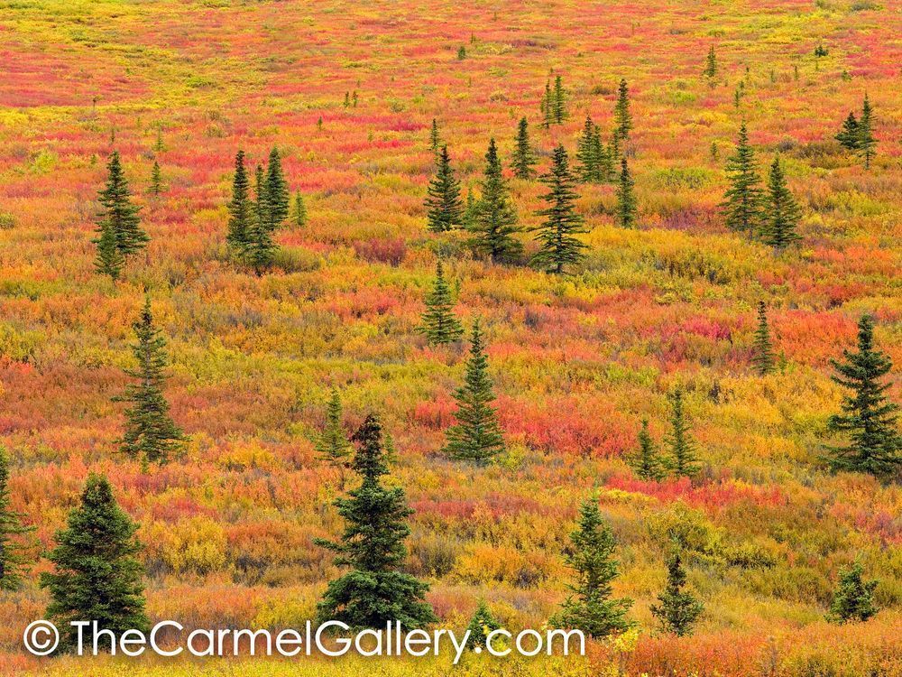 Autumn Tapestry