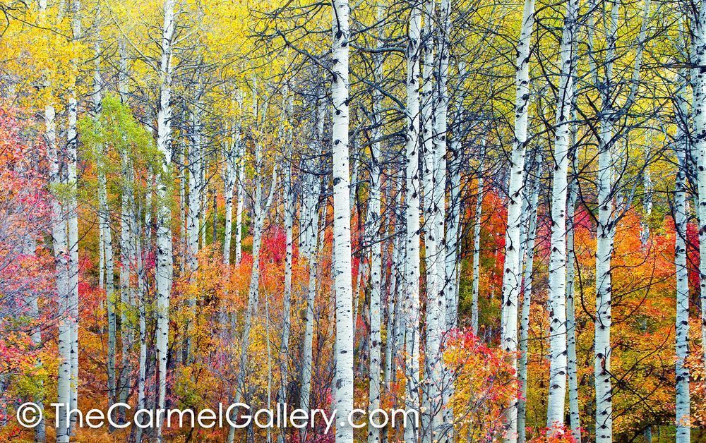 Autumn Tapestry