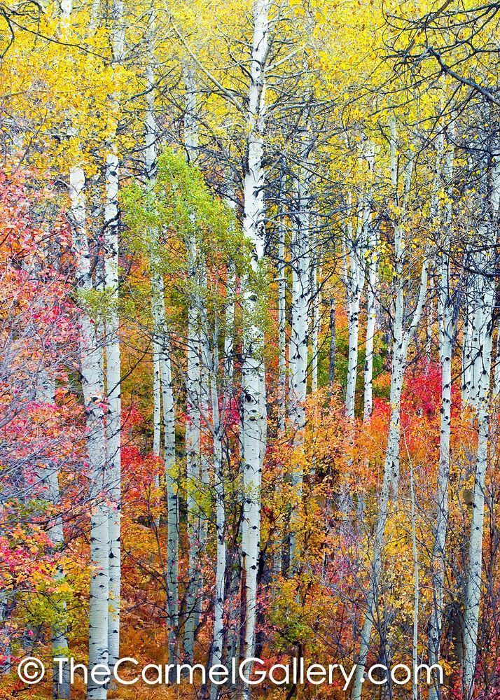 Autumn Tapestry V