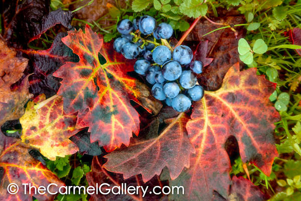 Autumn Vines and Grapes