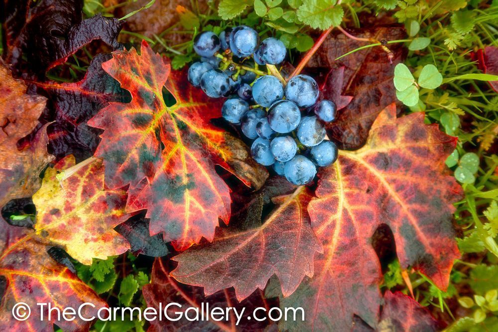 Autumn Vines and Grapes