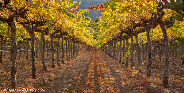 Autumn Vines Photography Art | The Carmel Gallery