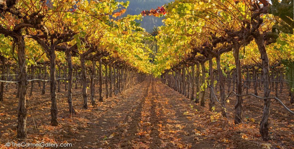 Autumn Vines Photography Art | The Carmel Gallery