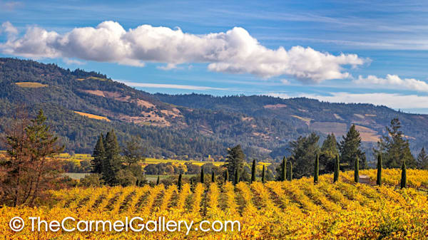 Autumn Vista, Napa Valley