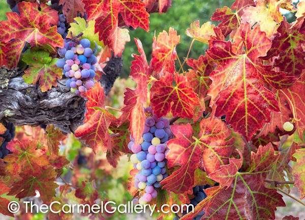 Autumn Changes