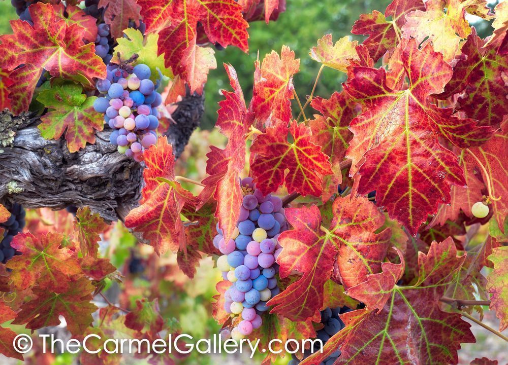 Autumn Changes