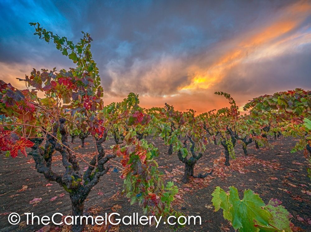 Autumn Glow, Napa Valley