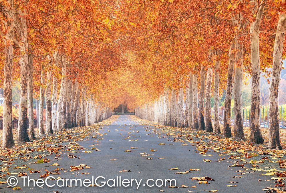 Autumn Canopy