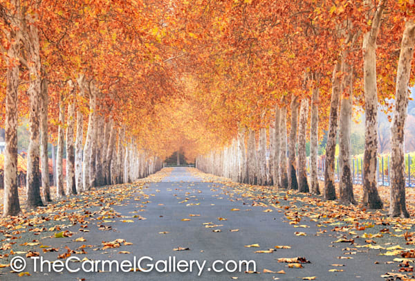 Autumn Canopy