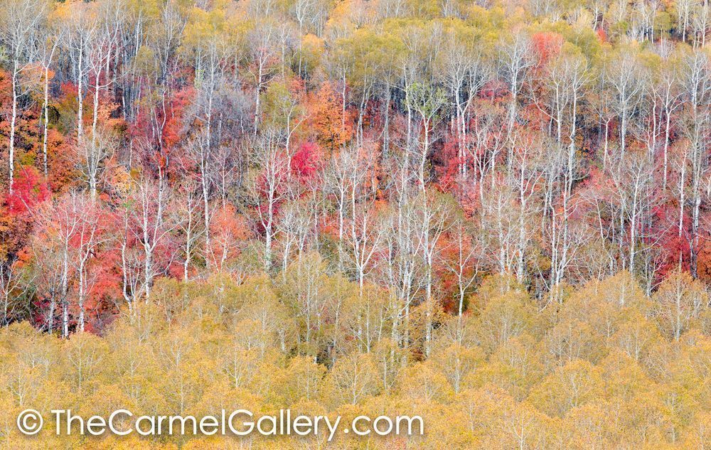 Autumn's Grace
