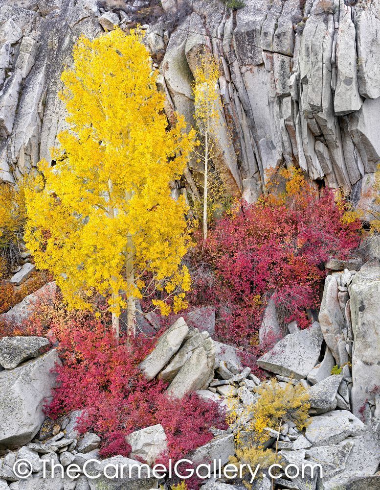 Aspens & Granite