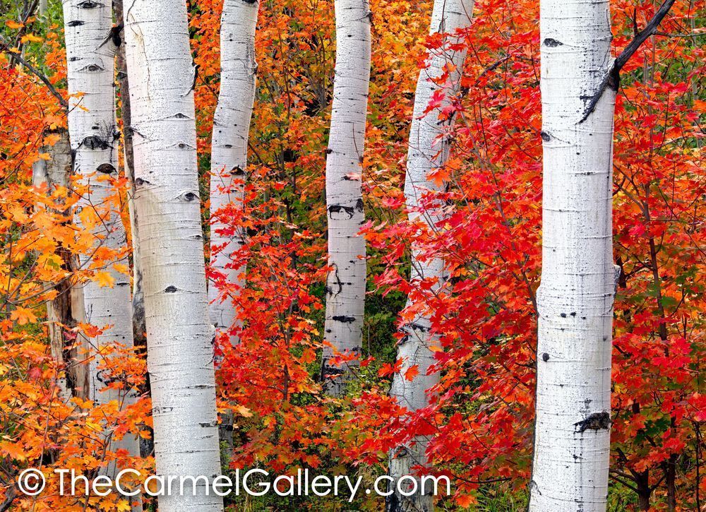 Aspens & Maples