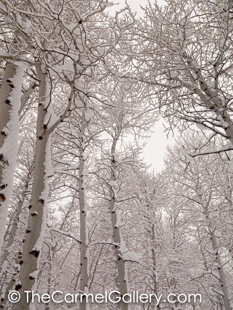 Aspens & Snow