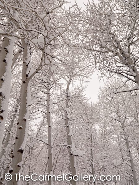 Aspens & Snow