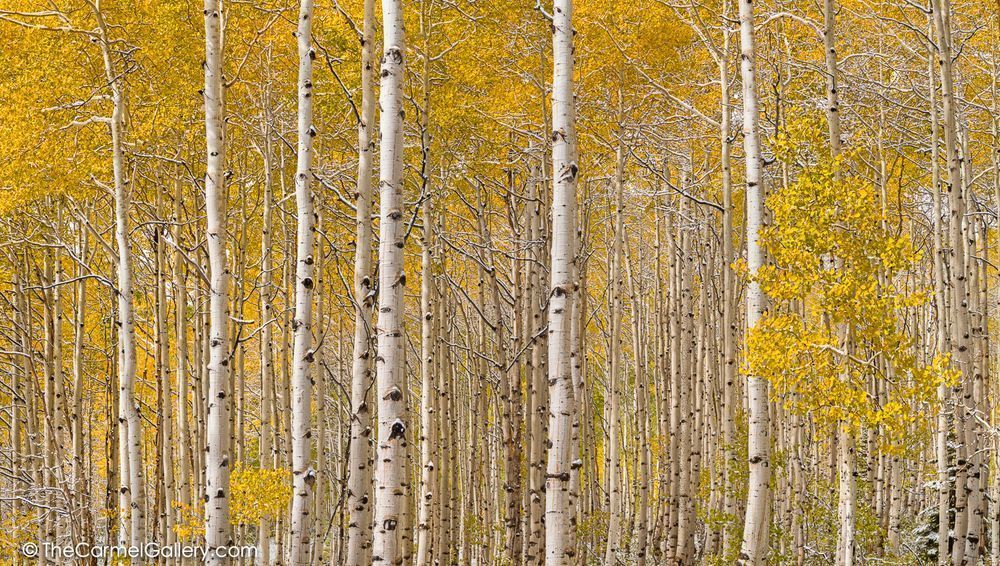 Aspen Fine Art Print