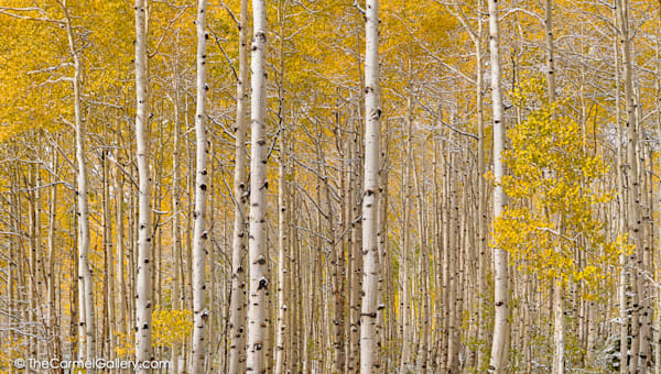 Aspen Fine Art Print