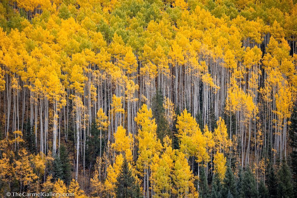 Aspen Splendor Photography Art | The Carmel Gallery