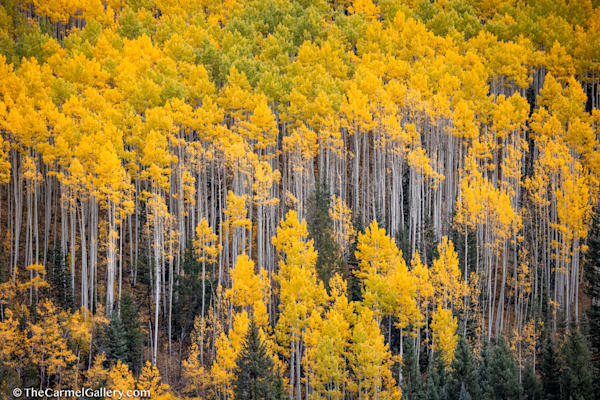 Aspen Splendor Photography Art | The Carmel Gallery