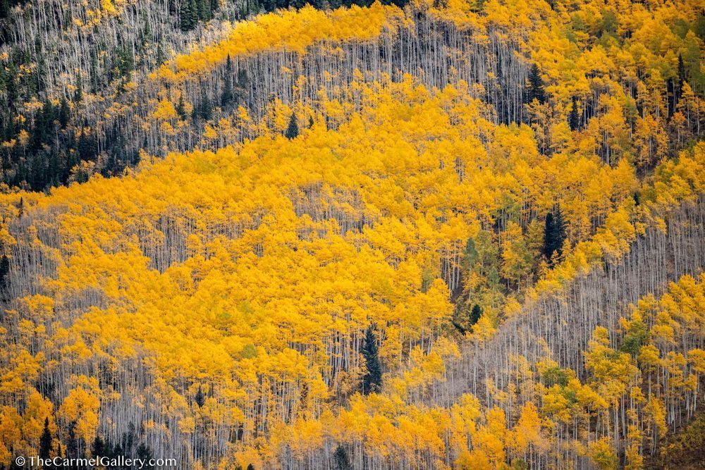 Aspen Symphony Photography Art | The Carmel Gallery