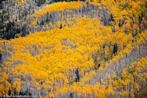 Aspen Symphony Photography Art | The Carmel Gallery