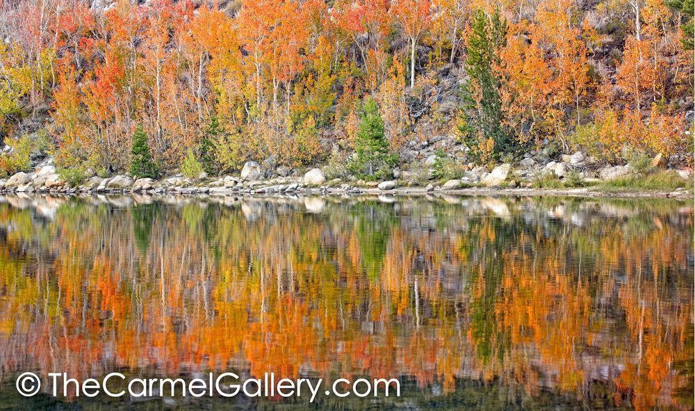 Aspen Reflections