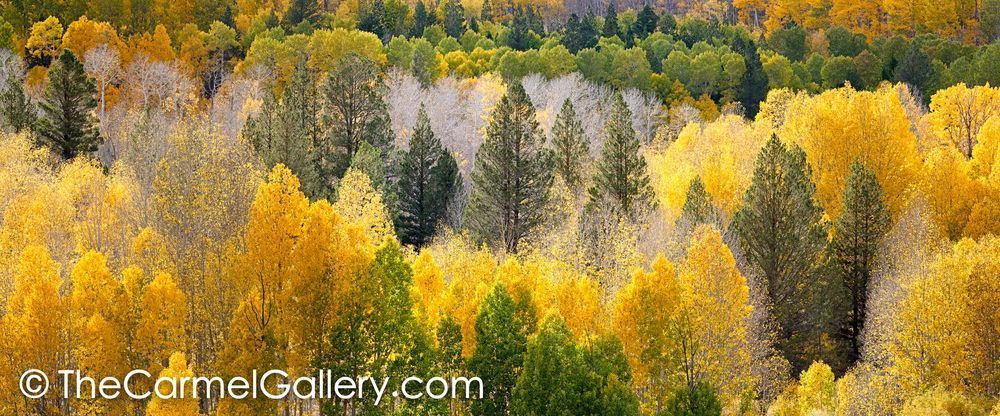 Aspen Tapestry