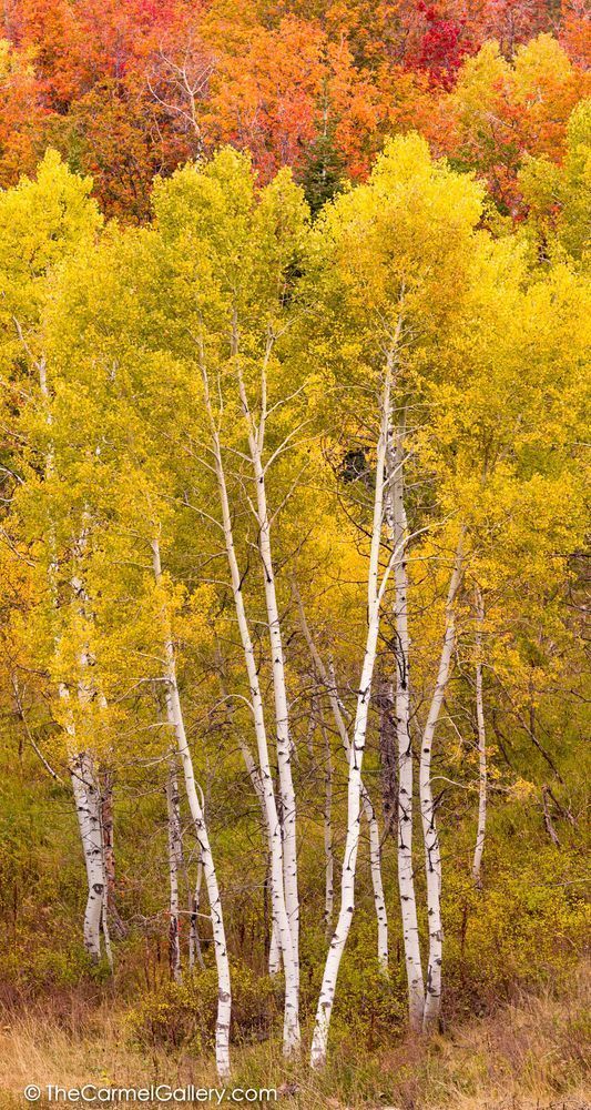 Vertical Aspen photo