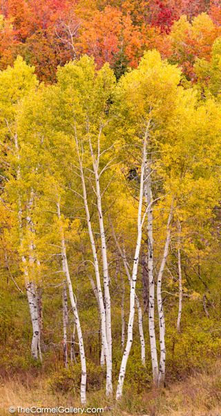 Vertical Aspen photo