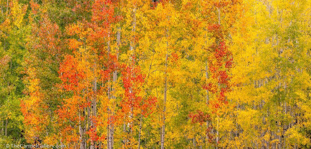 Aspen Dream Photography Art | The Carmel Gallery
