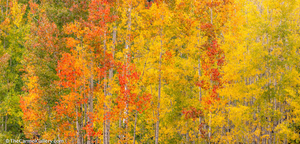Aspen Dream Photography Art | The Carmel Gallery