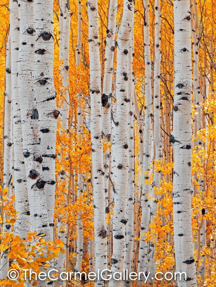 Aspen Glow Vertical