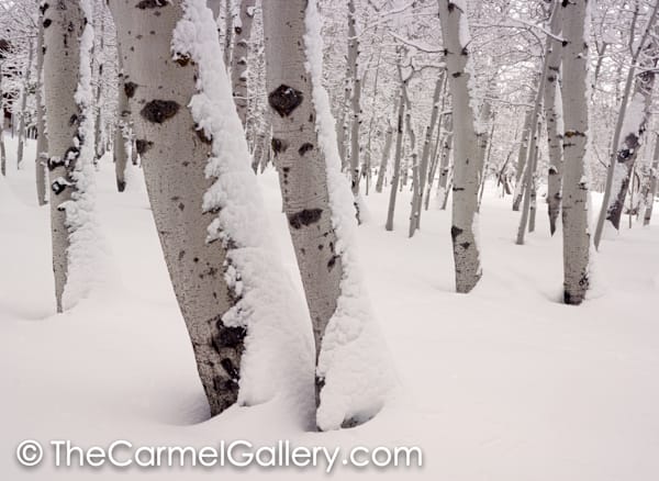 Aspen Forest in Winter