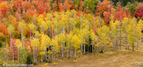 Aspen forest photo