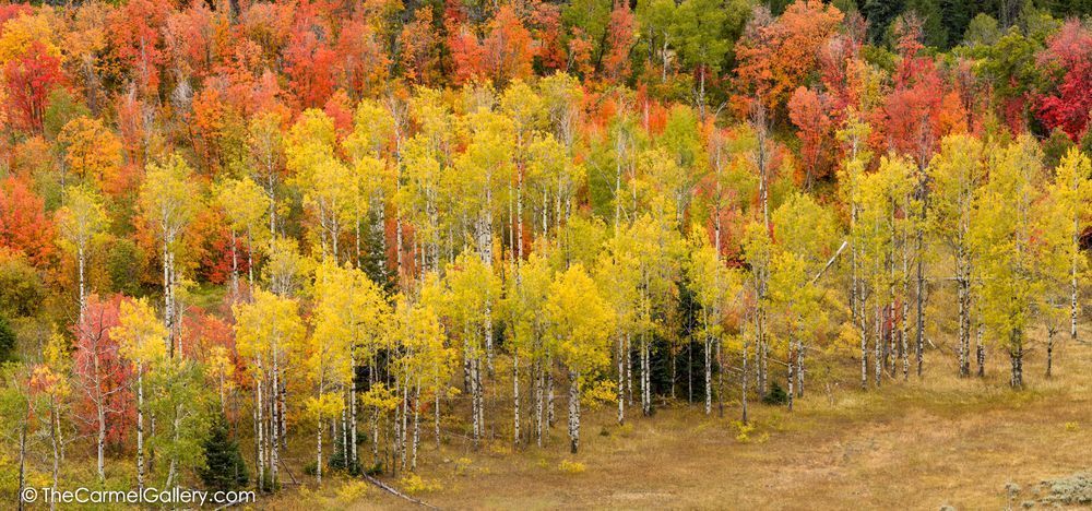 Aspen forest photo