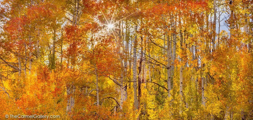 Autumn colors art print