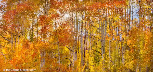 Autumn colors art print