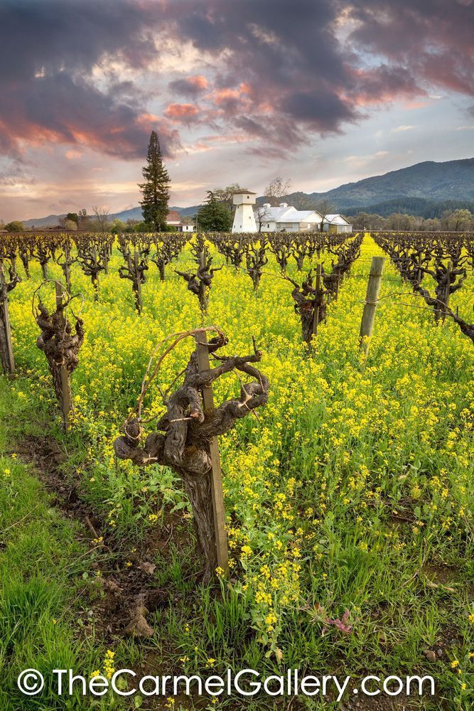 April Showers Napa Valley V