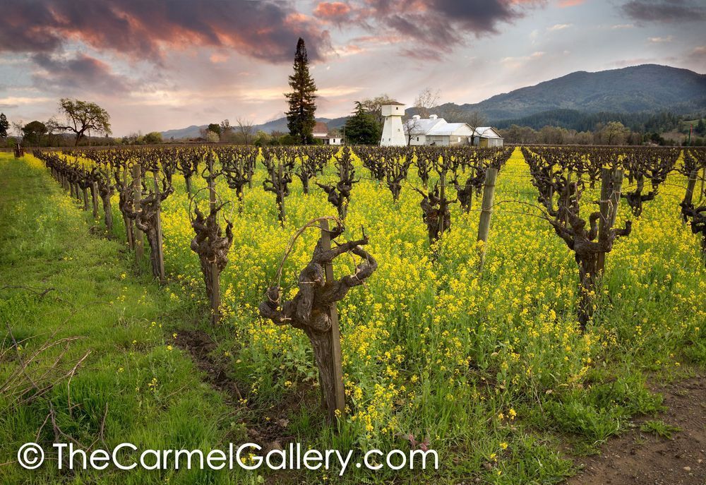 April Showers Napa Valley