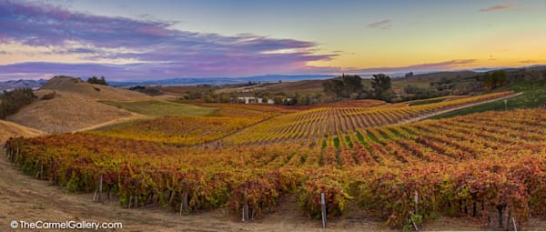 artesa vineyard art print