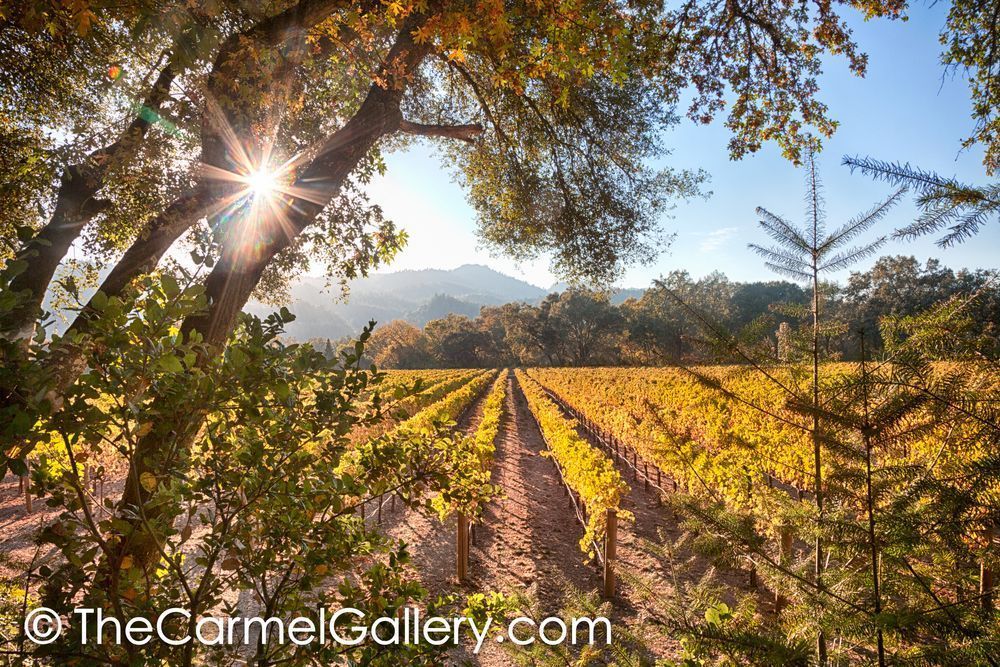 Afternoon Sun Wine Country