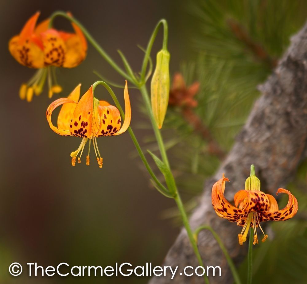 Alpine Lilly