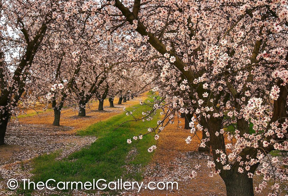 Almond Blossoms