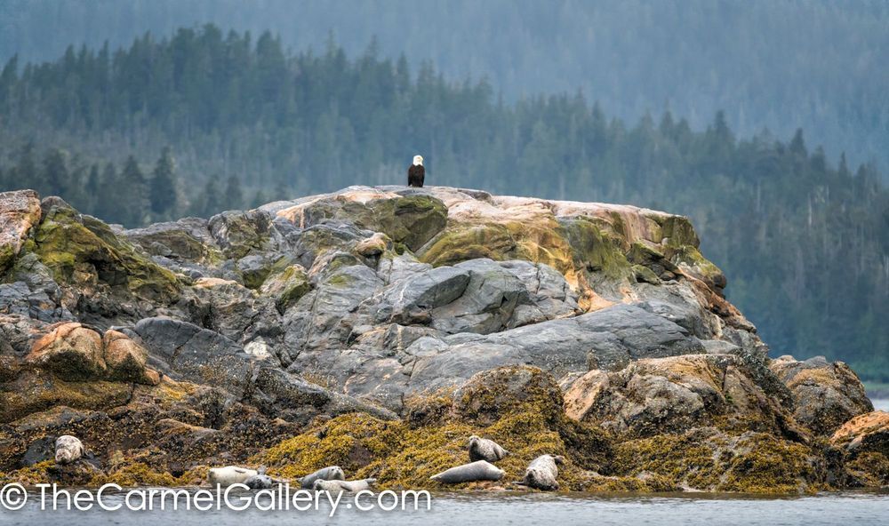 Alaskan Sentinel