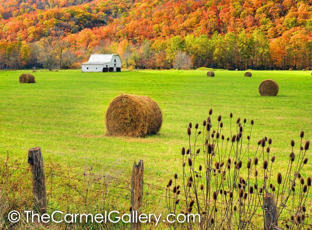 American Autumn